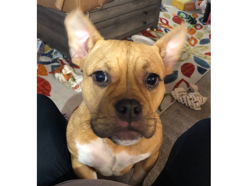 Pet Photo