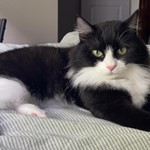 Penny, Longhair Mix, lost pet near Needham, MA