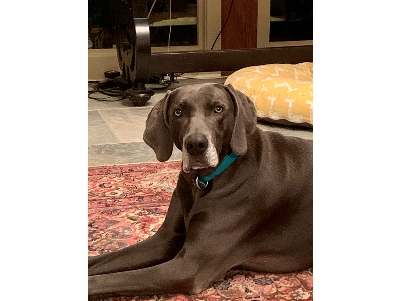 Pet Photo