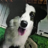 Lost Pet Image