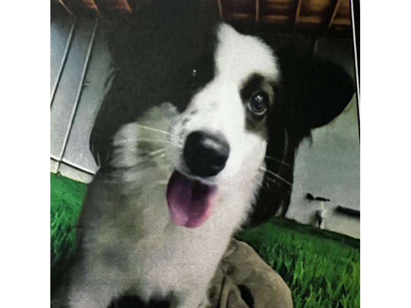 Pet Photo