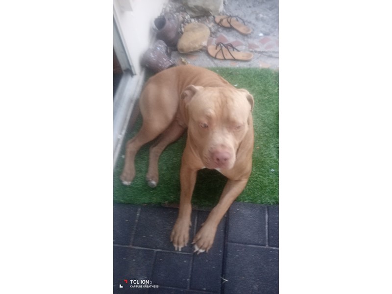 Pet Photo