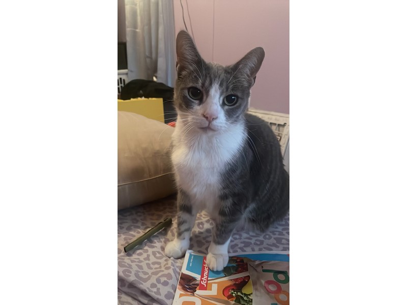 Pet Photo