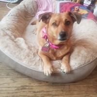 Lost Pet Image