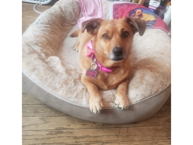 Pet Photo