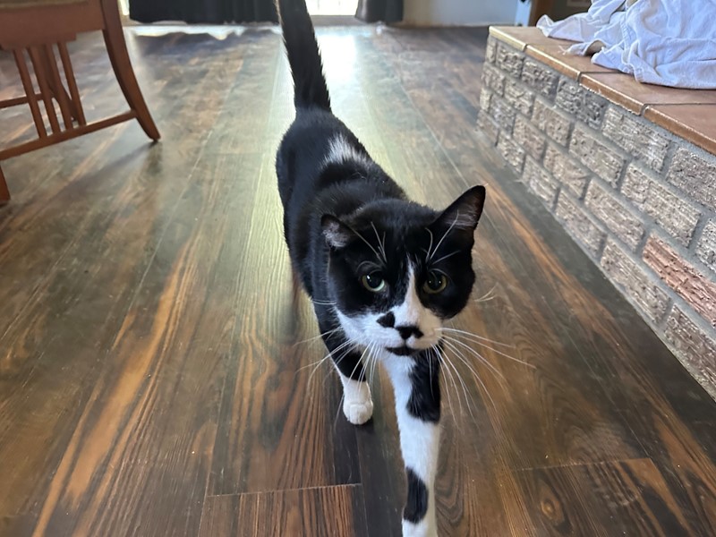 Pet Photo