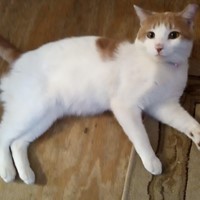 Lost Pet Image