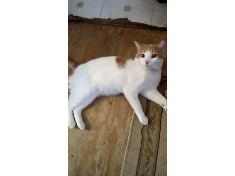 Pet Photo