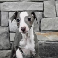 Lost Pet Image
