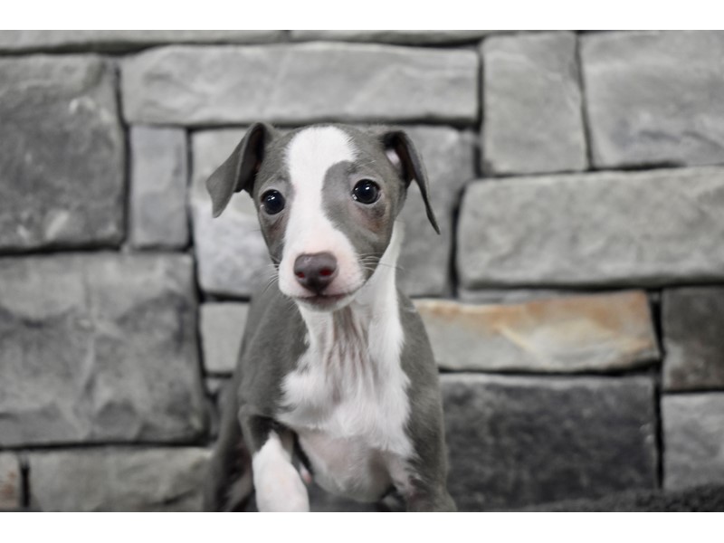 Pet Photo