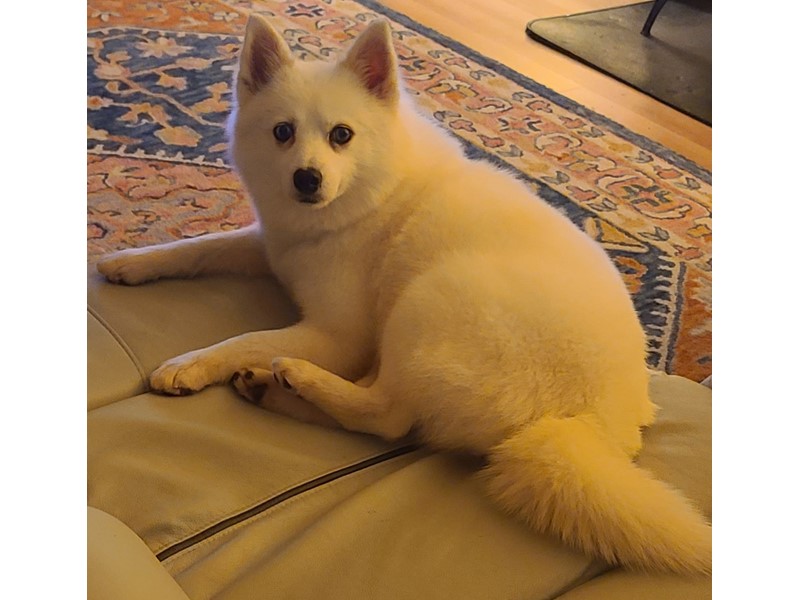 Pet Photo
