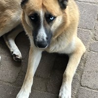 Lost Pet Image