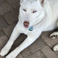 Lost Pet Image