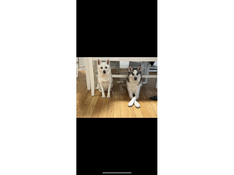 Pet Photo