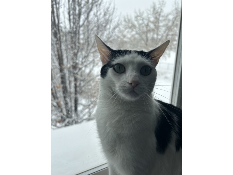 Pet Photo