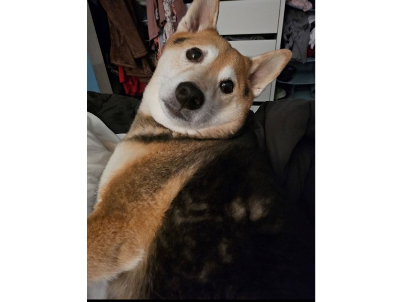 Pet Photo