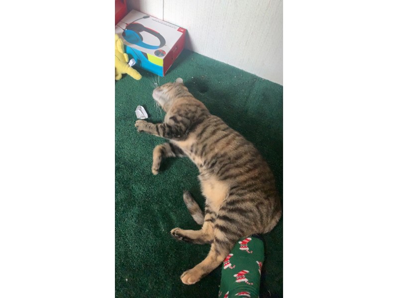 Pet Photo
