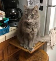 Pet Photo