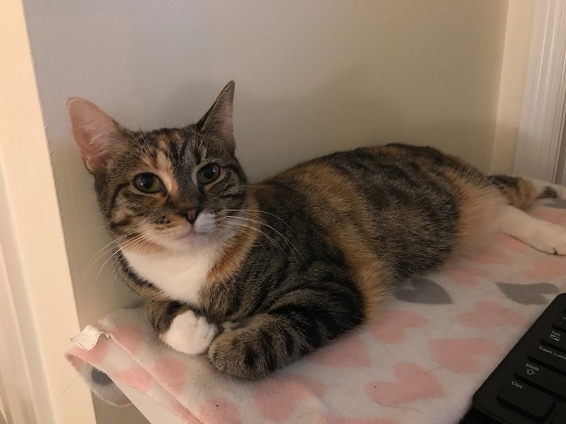 Pet Photo
