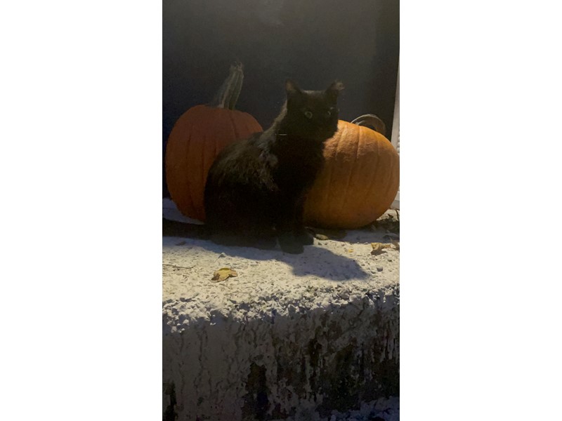 Pet Photo
