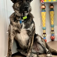 Lost Pet Image