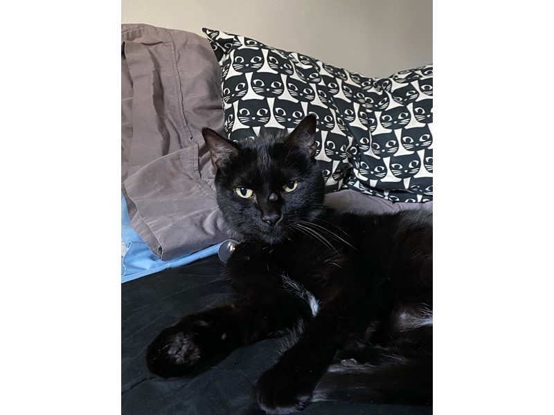 Pet Photo