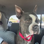 Ziggy, Boston Terrier, lost pet near Acampo, CA