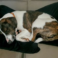 Lost Pet Image