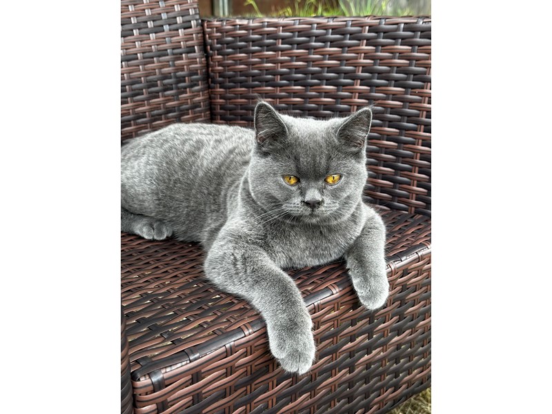 Pet Photo