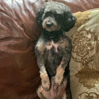 Lost Pet Image