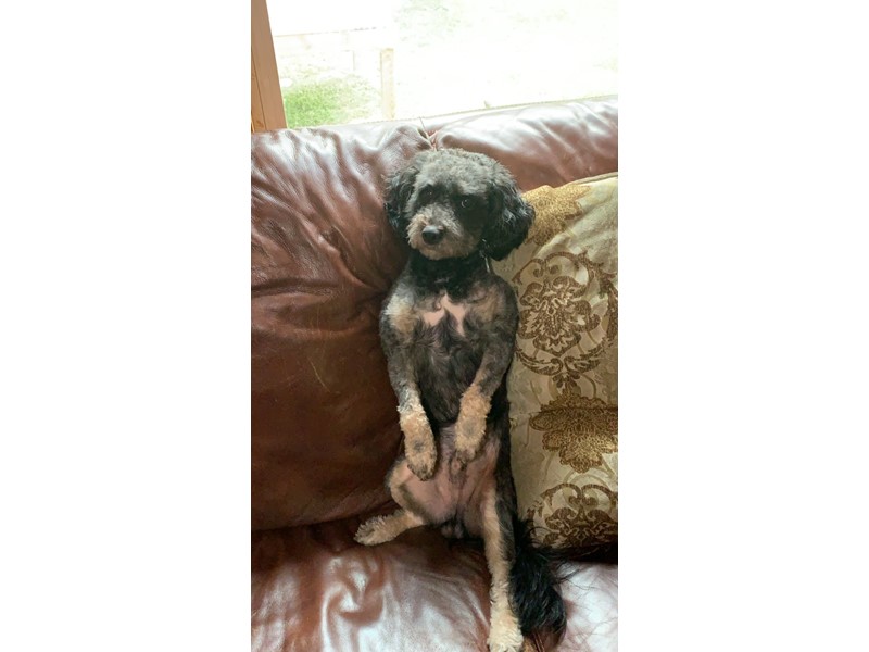 Pet Photo
