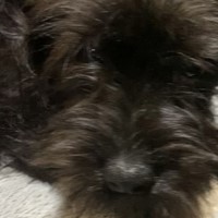 Lost Pet Image