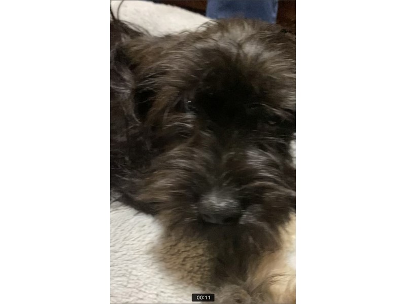 Pet Photo
