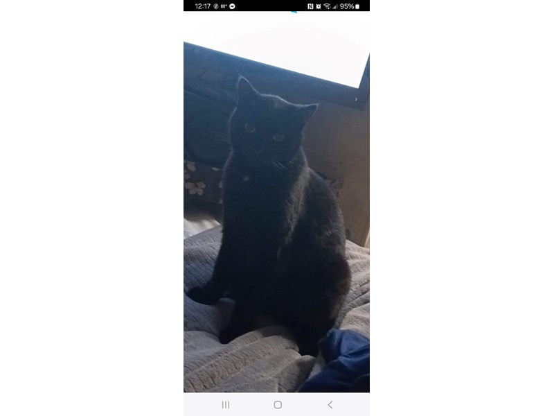 Pet Photo