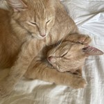 Pissy Patty, Domestic Short Hair, lost pet near Monroe, LA