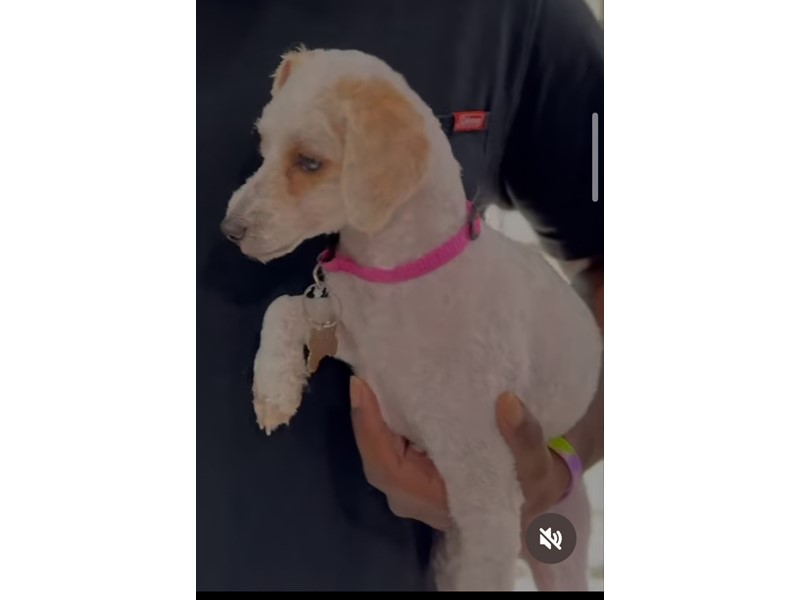 Pet Photo