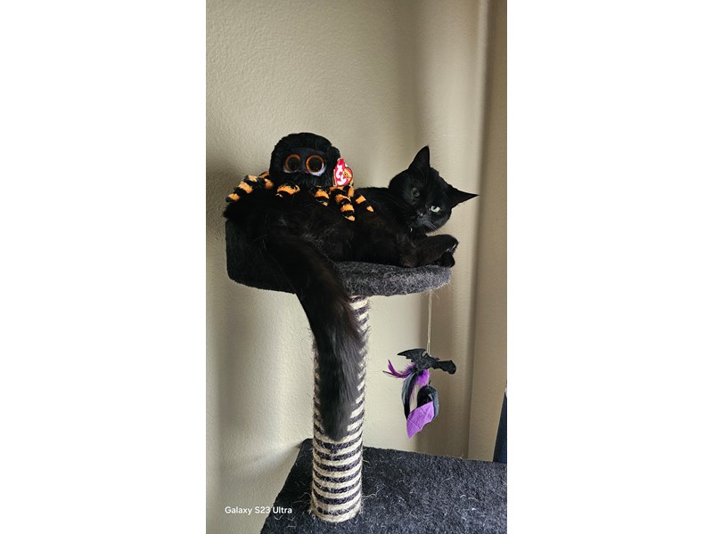 Pet Photo