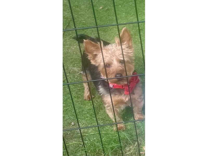Pet Photo