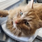 Oscar, Maine Coon Mix, lost pet near North Branch, MI