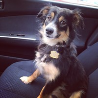 Lost Pet Image