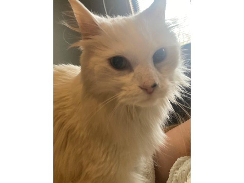 Pet Photo