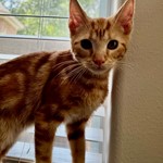 Sunny, American Shorthair, lost pet near Hockley, TX