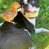 Lost Pet Image