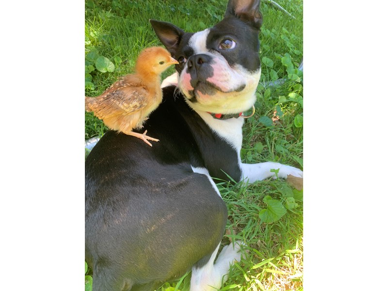 Pet Photo