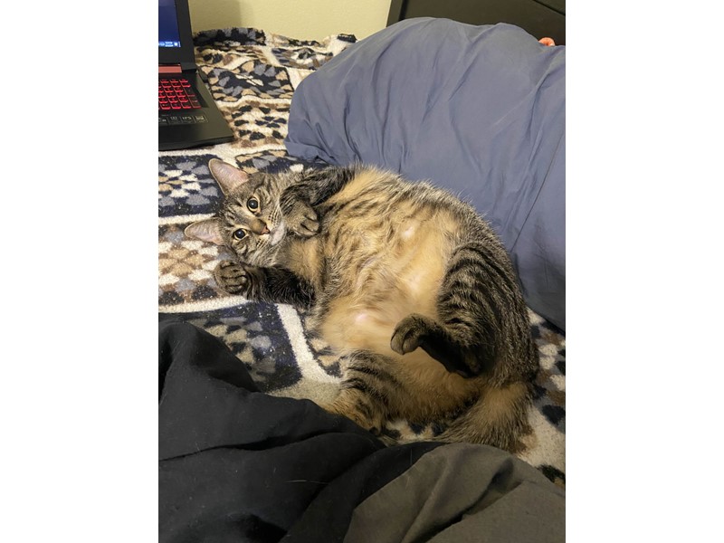 Pet Photo