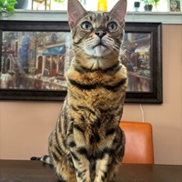 Lost Pet Image