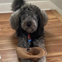 Lost Pet Image