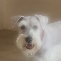 Lost Pet Image