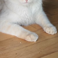 Lost Pet Image