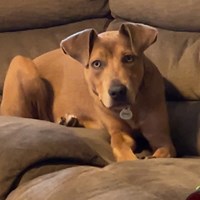 Lost Pet Image